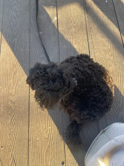 A medium-sized, dark brown, curly-haired dog lies on a wooden deck. The dog's head is tilted down, facing the lower center of the frame. A light-colored object is partially visible in the upper right corner of the frame. The scene is illuminated by direct sunlight, casting shadows across the wooden planks. The location is not visible in the image.
