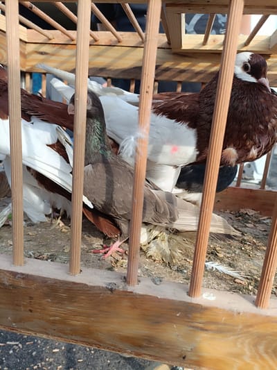 The image shows a close-up view of pigeons inside a wooden cage. The cage is made of unfinished wood with vertical wooden dowels forming the bars. The ground inside the cage appears to be dirt and debris, with some scattered feathers. There are several pigeons visible, with varied plumage. One pigeon in the foreground is predominantly grey with iridescent green and purple neck feathers, and reddish-pink feet. To its right, partially obscured, is a pigeon with brown and white markings, a white head, and dark eyes. Other pigeons with white and brown feathers are also visible in the background. The lighting suggests an outdoor setting, possibly a market or a breeder's enclosure. The overall scene depicts a collection of pigeons contained within a rustic wooden structure. There is no discernible information in the image to indicate a specific location in Łosice, Poland.
