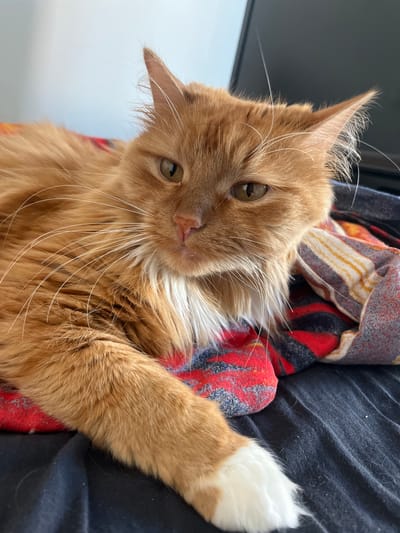 A close-up, vertical shot shows an orange tabby cat lying down. The cat is resting on a black surface, possibly a blanket or clothing, with a colorful, patterned fabric also visible underneath. The cat's fur is a warm orange hue, with some white fur on its chest and a white paw. Its eyes are a light green or amber color. The cat's head is turned towards the camera, and it appears relaxed. The lighting suggests it could be daytime, possibly indoors. The image is detailed, highlighting the texture of the cat's fur and the patterns on the fabric. No text is visible in the image. The location context provided is Oryol, Russia, but there are no specific visual cues in the image to confirm this.