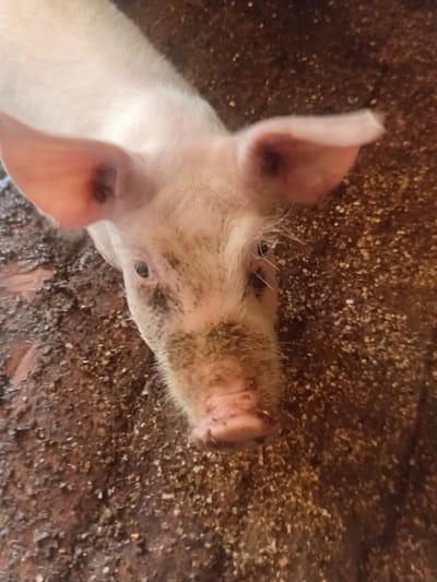 A close-up, top-down shot shows the face of a young piglet with pale pink skin and floppy ears. The piglet's snout is smudged with dirt, and its eyes are dark and visible. The piglet is lying on a ground composed of dirt and what appears to be straw or feed. The background is a textured, brownish surface. The image is taken in Verkhniachka, Ukraine.