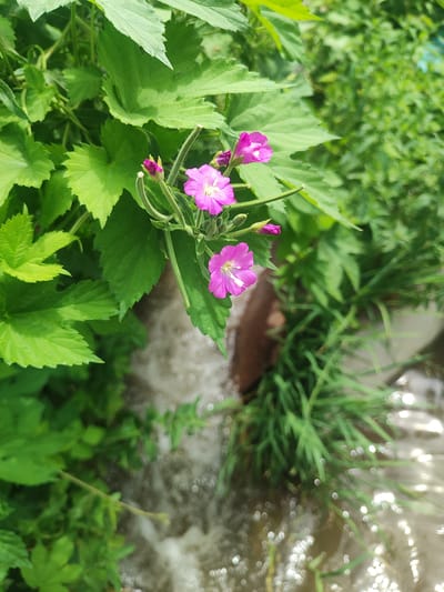 The image shows a close-up view of a cluster of vibrant pink flowers with delicate white centers. The flowers are surrounded by lush green foliage, with some leaves appearing serrated and others more rounded. In the background, out-of-focus, is a body of flowing water, possibly a stream or river, with ripples and reflections of light on its surface. Green grass and other vegetation are also visible along the edge of the water. The overall impression is a natural, serene scene, likely in an outdoor setting. The image does not contain any people or specific man-made structures that would indicate a precise urban location within Talgar, Kazakhstan, beyond the general natural environment.