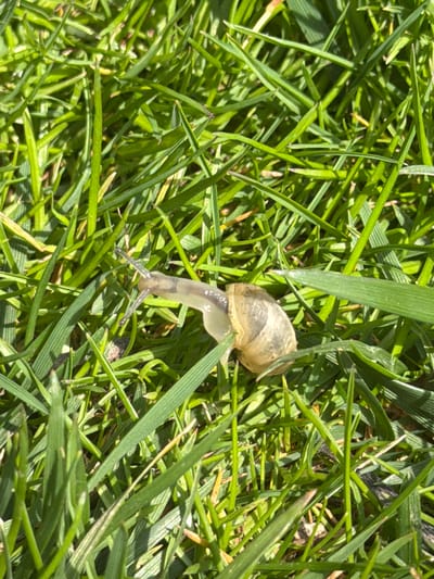 A snail with a tan and brown shell is crawling on blades of green grass. The snail's translucent body is visible extending from the shell. The environment consists of thick, green grass. The location is not discernible from the image. No people or interactions are visible.