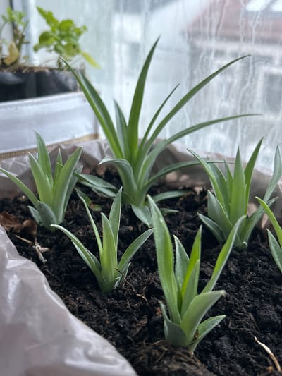 The image shows several small, green, succulent-like plants with spiky leaves growing in dark soil. The plants are arranged in a roughly circular pattern within a light-colored container, possibly a planter or bag, lined with white material. One larger plant is positioned in the background, taller than the others. The background consists of a blurry window with a textured, possibly frosted or rain-streaked surface. Faint greenery from other plants is visible through the window. The scene appears to be indoors, near a window providing natural light. There is no indication of the city of Tczew, Poland, within the image itself.