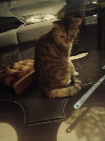 An indoor, dimly lit scene, stated to be located in Blaye, France, depicts a domestic cat seated on a dark, possibly leather, upholstered surface in the midground. The cat, exhibiting a tabby or tortoiseshell pattern of brown, orange, and darker stripes, with visible white fur on its paws and chest, is oriented facing slightly left with its head lowered, eyes appearing partially closed. Its tail is curled around its body. To the cat's immediate left, a light-colored wooden rack holds several rolled textile items, possibly small blankets or towels, displaying striped patterns in earthy tones. In the background, a grey upholstered sofa or couch is visible, with a white or light-colored soft object resting on its surface. To the cat's right, a long, slender, metallic-colored object, possibly a shoehorn, lies flat on the dark surface, casting a faint shadow onto a lighter surface below it. No human subjects are visible. The overall scene suggests a casual domestic environment.