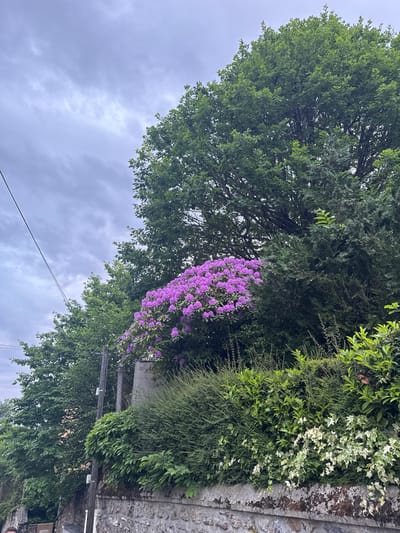 This media file captures a lush, verdant outdoor scene, likely along a street or path in Orsay, France, viewed from a low angle looking upwards. The overall impression is one of natural abundance under an overcast sky.

The upper and left portions of the image are dominated by the dense, healthy green canopy of a large deciduous tree. Its leaves display various shades of green, indicating vitality. Towards the center-right, a vibrant cluster of purplish-pink flowers, possibly from a Rhododendron or similar shrub, provides a striking splash of color against the green backdrop.

On the far right, a thick, varied hedge or wall of greenery runs vertically, featuring different leaf types, some of which are variegated with white and green patterns. Behind and intertwined with this foliage is an old, textured stone wall, partially covered with moss and lichen, suggesting age and natural integration with the environment. A dark, wooden utility pole is visible peeking through the vegetation, and a single black cable stretches diagonally across the lower part of the visible sky.

The lower-left and central background reveal an overcast sky, filled with soft, grey clouds, indicating a cloudy day with diffused light. No direct sunlight is visible.

There are no people or animals present in the image. No activity is taking place; it is a static landscape photograph. No visible text or discernible brand names are present. The scene conveys a sense of tranquility and natural beauty, highlighting the coexistence of rich flora with subtle human infrastructure.