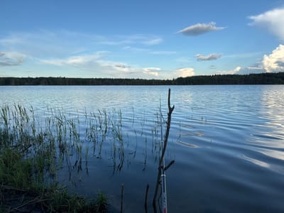The image depicts a serene natural landscape at the edge of a calm lake, likely in or near Nazhitsy, Russia. The foreground is dominated by tall, green reeds growing from the dark, muddy shore. These reeds are partially submerged in the clear, blue water, which is rippled, creating a shimmering effect. A single, dry, gnarled branch stands upright in the water, its reflection visible below. To the right of the branch, a fishing rod is partially visible, suggesting recreational activity.

In the mid-ground, the lake stretches out towards a dense, dark green forest that forms a horizontal line across the horizon. The trees appear to be coniferous, with a few lighter-colored trees interspersed.

The sky above is a vibrant blue, punctuated by scattered white clouds. Some clouds are wispy and elongated, while others are more voluminous and puffy. The lighting suggests it is either early morning or late afternoon, with the sun casting a gentle glow on the scene. The overall atmosphere is peaceful and tranquil, characteristic of a rural or natural setting. There are no people visible in the image.