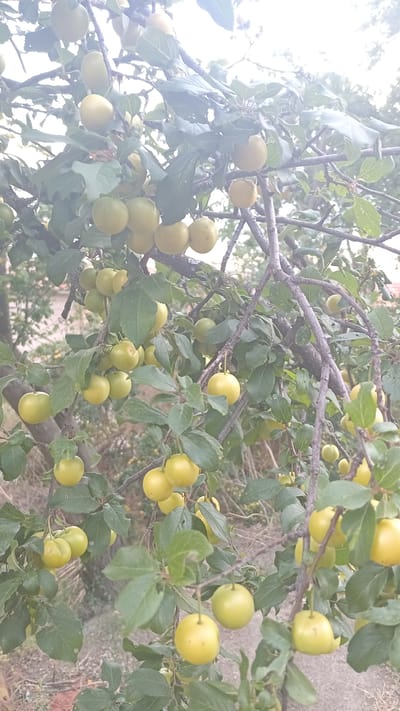 The image shows a close-up view of a plum tree laden with yellow plums in Dolno Izvorovo, Bulgaria. The plums are in various stages of ripeness, with some appearing bright yellow and others a slightly paler green-yellow. They are clustered on branches alongside lush green leaves. The branches themselves are a mix of smooth gray and rougher, darker brown. The background is softly blurred, suggesting an outdoor setting, with hints of other foliage and possibly a building structure in the distance. No people are visible in the frame. The lighting appears to be overcast or diffused, casting a gentle glow on the fruit.