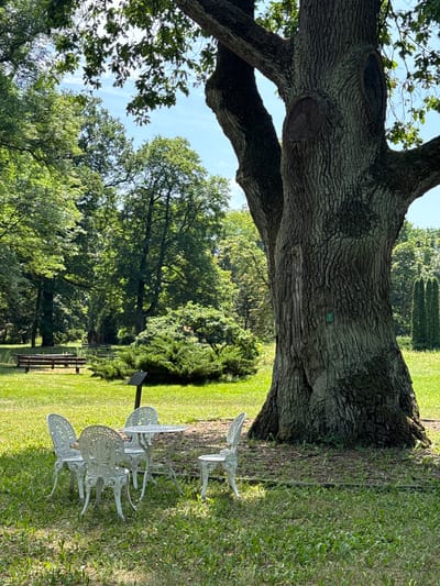 The image depicts a serene park setting in the city of Krubki-Górki, Poland. Dominating the foreground is a majestic, ancient tree with a thick, gnarled trunk and spreading branches. At the base of this tree, a delicate white cast-iron table and four chairs are arranged on a patch of grass, suggesting a tranquil spot for relaxation or a small gathering.
In the background, a lush green lawn stretches out, dotted with various trees and shrubs. A wooden bench is visible further back, inviting visitors to rest and enjoy the natural beauty. The sky above is a clear blue, with a few scattered white clouds. The overall atmosphere is peaceful and inviting, showcasing a well-maintained park ideal for outdoor enjoyment.