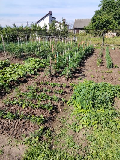 The image depicts a sunny day in a rural garden, likely in or near Верцялішкаўскі сельскі Савет, Belarus. In the background, a white two-story house with a dark roof and chimney stands amidst lush green trees. To its right, a smaller, older building with a corrugated metal roof is visible, also surrounded by foliage. A black metal fence separates the garden from the background structures.
The foreground is dominated by a well-tended vegetable garden. Several rows of plants are arranged in the rich brown soil. The most prominent are rows of young tomato plants, supported by wooden stakes and string, stretching towards the back of the garden. To the left of the tomatoes, a dense patch of green leafy plants, possibly beans or squash, is growing. Further to the front, smaller plants, including what appears to be dill and possibly parsley or celery, are visible in neat rows. Some areas of the garden are covered in grass and weeds, particularly along the right edge and in patches within the cultivated rows. The overall impression is one of a productive, traditional garden in a peaceful, rural setting. There are no people or animals visible in the image.