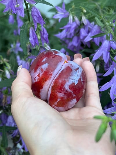 A close-up, shallow depth of field, medium shot shows a person's hand holding a dark red plum with a dusty bloom. The plum is positioned in the palm, with the fingers gently cupping its form. The background is filled with blurred purple bell-shaped flowers and green foliage, creating a natural, garden setting. The location is specified as Ворошиловка, Kazakhstan.