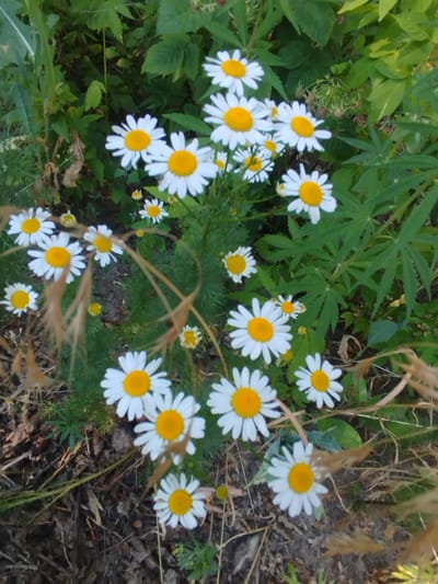 A high-angle, close-up shot captures a cluster of white daisies with yellow centers, growing amidst lush green foliage and dry grass. The flowers, some in full bloom and others partially open, are the primary focus. The background is a mix of dense green leaves, some broad and serrated, others delicate and feathery, creating a natural, outdoor setting. Hints of dry, brown grass and twigs suggest a slightly overgrown or wild area. The scene appears to be in a natural environment, potentially a park or garden in Kabanbay, Kazakhstan, given the context. No people or specific actions are depicted.