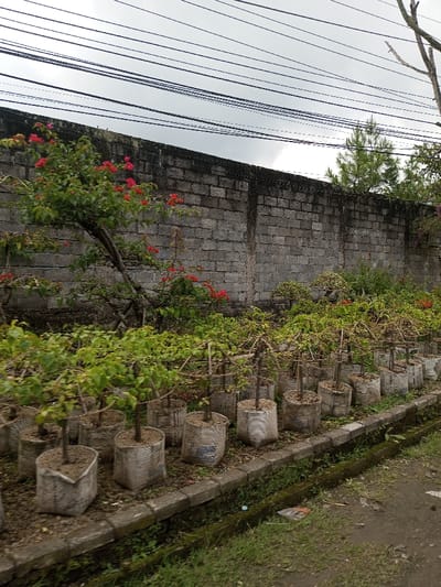 The image displays an outdoor plant nursery or garden area located in Sukanagalih, Indonesia, under an overcast sky. Multiple rows of young plants, primarily appearing as tree or shrub saplings, are arranged in large, off-white fabric grow bags or repurposed sacks filled with soil. Many of these plants are supported by wooden stakes or frameworks. On the left side, a more mature bougainvillea-like plant with vibrant red-pink flowers and green leaves grows near a tall, weathered concrete block wall that extends across the background. The wall shows signs of discoloration and wear. Behind the wall on the right, the upper portion of a green pine tree is visible. A narrow concrete drainage ditch runs horizontally in the lower midground, separating the planted area from a dirt and sparsely vegetated path. Numerous black utility lines are strung horizontally across the upper frame against the light grey sky. No individuals, active interactions, or specific actions are visible.