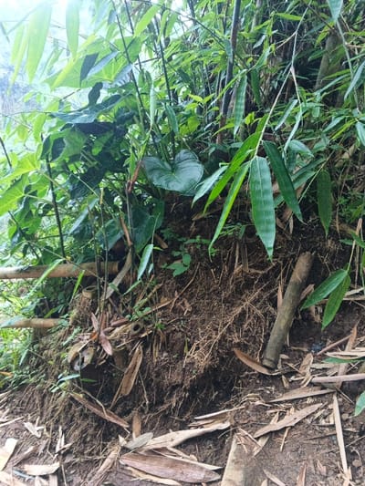 This close-up image captures a wild, natural environment, likely a slope or embankment, within the Nebilver (Tegal) Admin Centre in Papua New Guinea. The scene is densely covered with lush green vegetation. Prominent features include numerous bamboo stalks with their slender, pointed leaves, intermingled with broad-leafed plants, some exhibiting large, heart-shaped foliage.
The lower half of the image showcases exposed soil and a thick network of fine, fibrous roots, suggesting the natural texture of the ground and perhaps some erosion. Scattered across the soil are numerous dried, light brown bamboo leaves and fragments of bamboo culms. One significant, broken bamboo culm is visible diagonally in the lower right section of the frame, partially embedded in the earth.
The lighting indicates daytime, likely under an overcast sky or dappled sunlight, as there are no harsh shadows. The vibrant green of the foliage suggests a humid or recently wet environment, characteristic of a tropical region like Papua New Guinea. There are no people or specific activities depicted, emphasizing the raw, untamed nature of this forested area. No text is visible in the image.