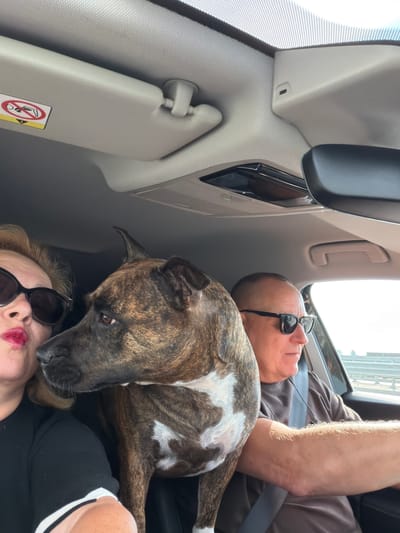 A medium shot captures a woman and a man in the front seats of a car, with a dog in between them. The woman, on the left, wears sunglasses and red lipstick, her head tilted towards the dog. The man, on the right, also wears sunglasses and appears to be driving, looking forward. The dog, a brindle-colored breed with white markings, is positioned in the center, its head turned to its left. The interior of the car is visible, including the ceiling, a sun visor with an air warning sticker, and the car's rearview mirror. The exterior, seen through the car windows, suggests a daytime scene, possibly on a highway, with a blurred background of railings and a light-colored sky. The specific location in Nowa Gorzelnia, Poland, is not visually indicated within the image.