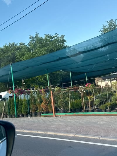 A nursery in Vatra, Moldova, is pictured with various plants for sale under a green sunshade. The plants include numerous potted evergreen trees and flowering plants. A white van is visible on the left side of the image. The scene is viewed from a car, with a side mirror in the foreground. The road and a pedestrian walkway are also visible.