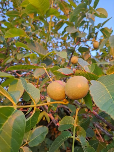 This is a close-up, outdoor, eye-level, vertical shot of a walnut tree branch with ripening walnuts. The walnuts are round, a pale green to yellowish color, with a slight pink blush on one of them. They are clustered in pairs and threes. The leaves are large, compound, and a vibrant green, with some showing slight discoloration and damage. The background is a blur of more foliage and a clear blue sky. The lighting suggests it is either early morning or late afternoon, casting a warm glow on the scene. The image was taken in the village of Tsibanobalka, Russia.