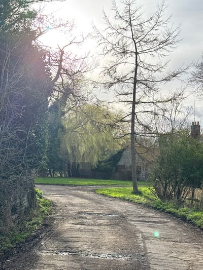 This image depicts a rural scene in North Norfolk, United Kingdom, characterized by a winding, unpaved track under an overcast but bright sky. The track, appearing to be dirt and gravel with visible ruts and areas of standing water, curves from the lower left towards the center-right. To the immediate left, dense, dark green foliage, possibly ivy, covers an unseen structure or embankment, with bare tree branches extending upwards.

In the midground, a prominent tree with vibrant, light green, drooping foliage, characteristic of early spring growth, stands behind the left-side vegetation. Further right, a tall, slender deciduous tree with bare branches is silhouetted against the bright sky. Beyond these trees, a stone building with a light-colored tiled roof is partially visible, its walls partially covered by climbing vegetation. A brick chimney stack is present on the right side of the building's roofline. A patch of bright green grass lies between the track and the building.

The sky is bright, with sunlight causing a prominent lens flare in the upper left quadrant. No individuals are present. The scene conveys a tranquil, natural environment in what appears to be early spring conditions.