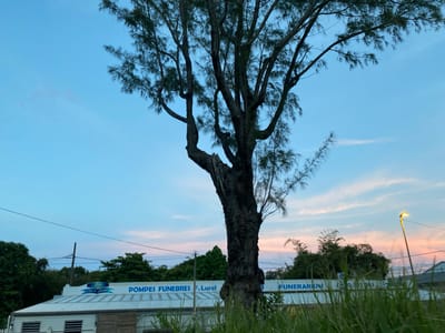 The image depicts a tall, leafless tree in the foreground, obscuring a low building behind it. The building has "POMPES FUNEBRES F. Lurel" and "FUNERARIUM" written in blue lettering. The sky is a blend of blue and pink hues, suggesting either dawn or dusk. There is tall grass in the very foreground. There are electrical lines above the building. A street light is visible in the background to the right. The scene is likely located in Capesterre-Belle-Eau, France, based on the signage.