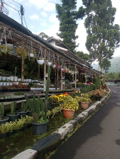 The image shows a plant nursery along a paved road in Mya Sit Kaing Ywar Thit, Myanmar. The nursery is under a bamboo structure covered with a dark tarp, displaying various plants in pots and hanging baskets. Cacti, flowering plants, and foliage plants are visible. The road is wet and has a concrete curb bordering the nursery. In the background, trees and a building are present, and mountains are visible in the distance. There are no people visible in the image.