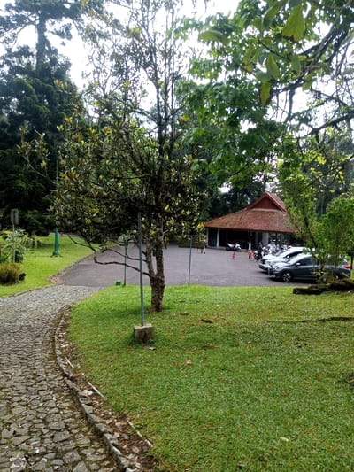 The image depicts an outdoor scene in Pachmarhi, India, featuring a paved pathway, a landscaped lawn, a parking area, and a building. In the lower-left, a curved cobblestone path extends into the mid-ground. Adjacent to the path and spanning the foreground is a manicured green lawn. A deciduous tree, approximately five meters tall with green and yellowing foliage, stands centrally on the lawn, stabilized by two grey metal posts anchored in concrete bases.

Behind the lawn and tree, a dark grey gravel parking area is visible. This area contains at least three parked passenger vehicles: a white SUV, a light grey hatchback, and a dark grey sedan. Closer to the building, at least five motorcycles or scooters of various colors, including white, are parked. An orange traffic cone is positioned near these motorcycles. In the background of the parking area, a single-story building with a distinct red-brown gabled tile roof, light-colored walls, and an open veranda supported by pillars is present. Approximately five to six individuals are discernible near the building and vehicles within the parking lot. The perimeter of the scene is bordered by dense, dark green trees and foliage, with an overcast sky partially visible above the canopy. Green lampposts or markers are visible on the left side of the scene, along a paved road leading to the parking area.