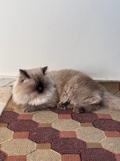 A long-haired cat, exhibiting a cream-colored body with dark brown 'points' on its face, ears, and paws, is observed lying prone on a patterned rug. The cat's eyes are closed, and its front paws are tucked underneath its chest. The rug features a repeating hexagonal pattern in maroon, tan, and light brown hues. The background consists of a plain, off-white wall with a light-colored baseboard at floor level. No individuals or other entities are present, and no actions or interactions are occurring. The precise location within the city of Mu'adammiyat ash-Sham, Syria, cannot be ascertained from the visual evidence.