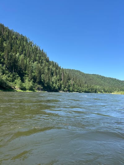 The image depicts a wide, fast-flowing river with dark green, rippling water in the foreground. The riverbanks are lined with dense, lush green forests that climb up steep hillsides under a clear, bright blue sky. The vegetation appears to be primarily coniferous trees, with some deciduous trees interspersed, creating a textured, varied landscape. The scene suggests a natural, undeveloped environment. While the location is stated as Manskii, Russia, there are no visible man-made structures, people, or animals to provide further context about specific activities or interactions within the image. The focus is on the natural elements of the river and the forested hills.