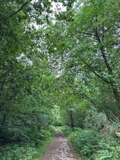 This media file captures a tranquil, verdant woodland scene, taken from a low angle looking upwards into a dense tree canopy. A narrow, unpaved path, appearing to be dirt or gravel, winds gently from the foreground into the distance, curving towards the right.

The dominant features are the lush green trees and foliage that create a natural archway or tunnel effect over and along the path. Overhead, a thick canopy of predominantly broadleaf trees is visible, with numerous branches and an abundance of vibrant green leaves. The light filters softly through this canopy, suggesting either an overcast day or indirect sunlight. On the right side of the path, the vegetation appears particularly dense, featuring a mix of ferns and other leafy undergrowth that lines the trail. Some parts of the foliage on the right might include coniferous trees or shrubs.

The scene evokes a sense of peacefulness and natural beauty, characteristic of a walking trail or woodland path. There is no visible activity, and no people are present, emphasizing the solitude of the natural setting. The time of day appears to be daytime, with soft, diffused light, indicating a pleasant, possibly slightly overcast, weather condition. There is no visible text in the image. This serene natural setting is located in Penn, United Kingdom.