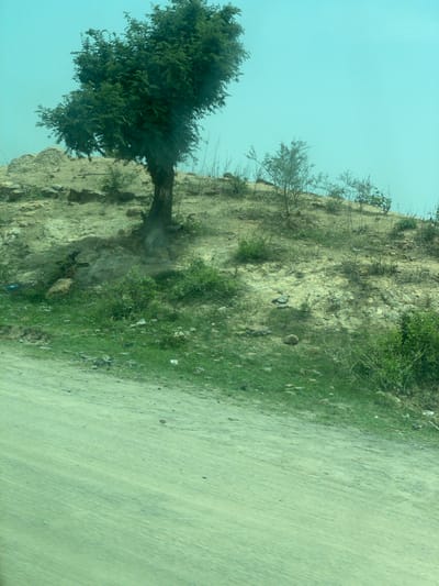 The image depicts a landscape with a prominent tree on a sandy incline. The tree, with its dark trunk and dense green foliage, is positioned on the left side of the frame, leaning slightly to the right. The ground is a mix of sandy soil and sparse green vegetation, with scattered rocks and debris. In the background, the sky is a hazy, pale blue. A dirt road or path is visible in the foreground, occupying the lower half of the image and appearing slightly blurred, suggesting movement. The overall environment appears arid and rural, consistent with the region of Gwaram A, Nigeria. No people or specific structures are visible in the scene.