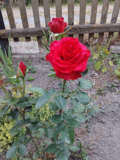 This is a close-up, high-angle, outdoor photograph of a vibrant red rose in bloom, along with a rose bud. The rose is the primary subject, positioned in the center of the frame and facing upwards. Its petals are fully unfurled, revealing a rich, velvety texture. To its left and slightly lower is a rose bud, tightly closed with its green sepals visible. The rose plant has several dark green leaves with a matte finish.
The setting appears to be a garden. To the left of the rose, a weathered wooden fence is visible, constructed from horizontal planks and a vertical post. The fence has a rustic appearance, with some moss or lichen growing on the wood. Beyond the fence, a path or ground is visible. The ground in the background is dark soil with scattered dry twigs and some low-lying green plants. A small, rectangular concrete slab is also present near the fence. In the lower right portion of the image, a patch of low-growing yellow flowers adds a splash of color to the scene.
The lighting suggests it is daytime, likely overcast or shaded, as there are no harsh shadows and the colors are softly rendered. The overall mood is serene and natural, highlighting the beauty of the rose. There is no visible text in the image. The location context is Khodorkivtsi, Ukraine.