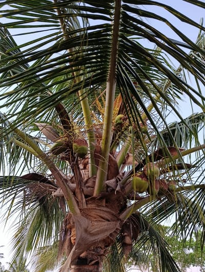 The image provides a detailed, low-angle perspective of the upper trunk and crown of a coconut palm tree, located in Vanga ward, Kenya. The tree features a brown, textured trunk with visible remnants of discarded fronds. Multiple clusters of developing green coconuts are present, interspersed with yellowish-brown inflorescences. Long, segmented green palm fronds extend from the crown, some displaying lighter green hues. The background consists of a clear, light blue sky. No human subjects or discernible actions are depicted.