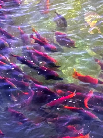 The image depicts a school of Sockeye salmon swimming in murky, green water. The fish are a vibrant red and purple, suggesting they are in their spawning phase. White specks, likely air bubbles or reflections, are scattered throughout the water. The scene appears to be in a natural setting, with the water suggesting a river or stream. Without specific landmarks or identifying features, the exact location in Edmonton, Canada, cannot be determined from the image alone. The image focuses on the fish and their environment, with no human presence or interaction visible. The lighting suggests an overcast day or diffused sunlight filtering through the water.