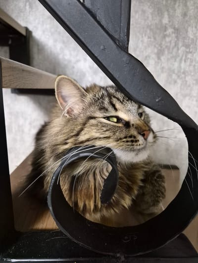 A long-haired domestic tabby cat, characterized by its brown, black, and cream striped fur, is resting on a light brown wooden stair tread. The cat's head, featuring prominent white whiskers, a pink nose, and luminous green-yellow eyes, is turned towards the right and is partially framed by a black, decorative metal stair baluster against which it is resting. The cat's body is largely obscured by the baluster and the stair structure. In the background, a light grey, textured wall is visible. The scene is an indoor setting with consistent illumination. This domestic scene is situated in the city of Hlevakha, Ukraine.