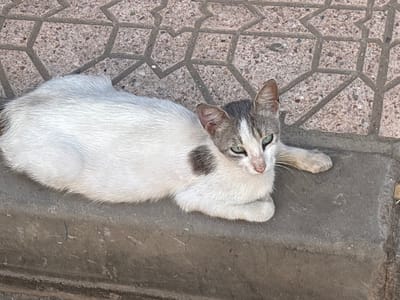 The image shows a cat resting on a stone surface. The cat is predominantly white with patches of grey on its head and body. It has striking green eyes and pink ears. The cat is lying down with its paws tucked beneath it, facing slightly towards the right of the frame. The ground it is resting on appears to be a weathered concrete ledge. Behind the ledge, there is a patterned stone pavement. The overall setting suggests an outdoor urban environment.