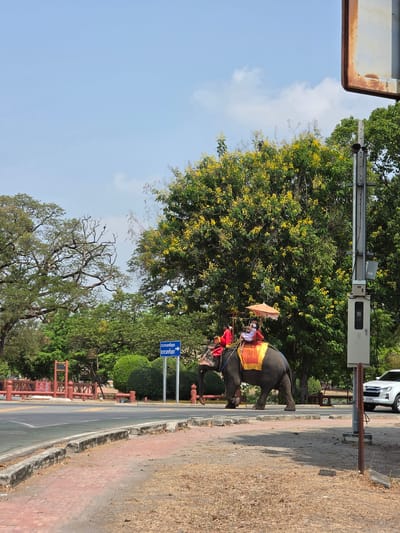 A vertical, medium shot captures two elephants walking along a paved road in Phra Nakhon Si Ayutthaya City Municipality, Thailand. Each elephant carries two people, with one person on the front of each elephant and another seated atop. The seated figures have orange umbrellas shading them. The elephants wear patterned fabric on their backs. The backdrop features trees, a cloudy sky, and a sign with Thai script. A white car is seen parked in the background. The road has a red-brick sidewalk on one side and dried grass on the other.