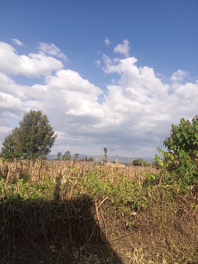 This image displays a rural landscape in Kiamaina ward, Kenya, under a bright blue sky with numerous white cumulus clouds. The foreground is dominated by a dense, tangled thicket of predominantly dry, brown vegetation and branches, interspersed with some greener leafy plants. A shadow is cast across the lower-left portion of this foreground vegetation. The midground features an expansive field of tall, dried maize (corn) stalks, mostly tan or light brown, standing upright. Some green leafy undergrowth is visible among the maize stalks. In the background, a large, leafy green tree stands prominently on the left. Further into the distance, several taller, bare, or sparsely branched trees are visible, along with a hazy horizon featuring distant hills or elevated terrain. No individuals, animals, or discernible actions are present within the frame.