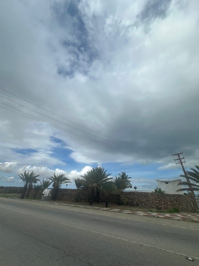 The image shows a road in La Guaira, Venezuela, with palm trees and a stone wall along the side. A statue of a white bull is visible behind the wall. The sky is cloudy. There are power lines running across the sky. The road appears to be asphalt with white lines marking the lanes. The stone wall is made of various sizes of irregular stones. The palm trees are tall and slender with fronds at the top. The statue of the bull is covered in white material, possibly to protect it. The overall scene suggests a coastal or tropical environment.