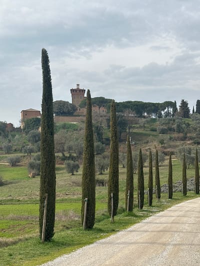 The image depicts a rural landscape situated near Pienza, Italy, under an overcast sky. In the foreground, a light-colored gravel road curves gently towards the right, occupying the lower right portion of the frame. Lining the left side of this road is a row of at least ten slender, dark green cypress trees, receding into the distance. Each cypress tree is vertically supported by a wooden stake. The ground immediately adjacent to the road on the left is covered with green grass interspersed with small white flowers. The midground consists of gently sloping green fields dotted with numerous olive trees. On a prominent hilltop in the background, a multi-story brick building with a central tower and a smaller attached structure is visible. This building is identified as Castelletto di Pienza (also known as Palazzo Massai). It is surrounded by a mix of evergreen and deciduous trees. No individuals or active subjects are present in the scene.