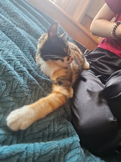 A calico kitten lies on a textured teal blanket next to a person's lap, which is covered by black satin pants. The kitten is positioned on its side, with its front left leg extended forward. Its fur displays a mix of black, orange, and white patches. The person's arm is visible, resting on their lap, and they are wearing a pink shirt and a black spiral bracelet on their wrist. The background consists of wooden furniture and a window with sunlight streaming in. The overall scene is indoors, likely in a home. No specific location within Dūkštas, Lithuania can be determined from the image.