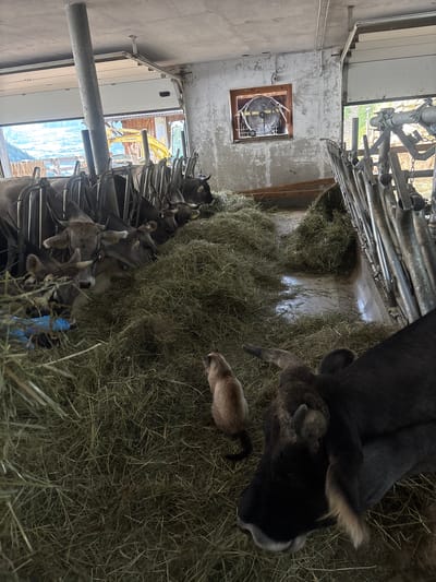The image shows a barn interior filled with livestock, likely cows and goats, feeding on hay. Several animals are visible, with their heads immersed in the large piles of dried grass. A large, dark-colored cow dominates the right side of the frame, its head lowered towards the hay. To its left, a smaller tan animal, possibly a cat or a small dog, is also present in the hay. In the background, a row of stalls with metal dividers holds more animals, some of which are visible with horns. The setting appears to be a working farm, with elements like metal pipes, feeding troughs, and large white garage doors visible. One garage door is partially open, revealing a yellow construction vehicle outside, suggesting ongoing work or construction. A round fan is mounted in a window in the upper left section of the barn. The lighting suggests it is daytime, with natural light filtering in from the open doorway and possibly from the window. The overall scene conveys a sense of agricultural activity. No visible text is present in the image.