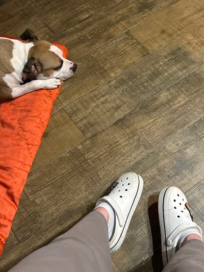 An indoor scene is depicted within a residence in Базарово, Russia. A brown and white short-haired dog, possibly of a terrier type, lies asleep or resting on an orange, textured mat or folded sleeping bag positioned in the upper left portion of the image. Its head is resting on its front paws, and its eyes are closed. In the lower right of the frame, the lower legs and feet of a person are visible. The person is wearing light tan trousers, white ankle socks, and white Crocs-style clogs. The left clog has a gray charm inserted, and the right clog features a black and orange butterfly-shaped charm. Both the dog and the person's feet are situated on a light brown, wood-effect floor composed of planks oriented diagonally across the frame.