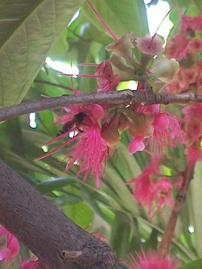 The image depicts a close-up view of a flowering tree with vibrant pink blossoms. A bee is actively engaged in collecting nectar from one of the flowers, its body partially obscured by the petals. The setting is natural, with lush green leaves and a textured tree branch providing a backdrop. The lighting suggests it is daytime, likely with bright, possibly sunny conditions, indicated by the highlights on the leaves. The focus is on the intricate details of the flowers and the bee's interaction with them, highlighting a moment of natural activity. There are no visible humans, text, or specific man-made objects within the frame. The overall impression is one of natural beauty and the active processes of pollination occurring in a tropical or subtropical environment, potentially in Blangcot Tunong, Indonesia, given the location context.