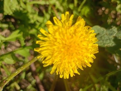 This close-up photograph captures a single, vibrant yellow dandelion in full bloom. The flower is centrally positioned but slightly towards the right, with its numerous ray florets forming a dense, circular head that is sharply in focus. Its bright, sunny yellow color stands out against the muted background.
A green stem is visible in the lower left portion of the image, leading up to the flower. The background is softly blurred, showcasing various shades of green foliage, likely other leaves and grasses. Hints of darker, earthy tones are also present in the indistinct background.
The image is a still life of nature, focusing solely on the plant. The bright illumination suggests it was taken during daytime, possibly under clear, sunny weather, contributing to the cheerful and fresh impression of the scene. No people or animals are present, and there is no discernible activity. There is no visible text in the media file. The setting is an outdoor natural environment in Koghb, Armenia.