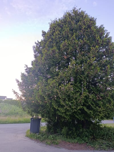 An outdoor, eye-level, vertical shot captures a large, mature conifer tree with dense, dark green foliage, some sections appearing purplish. The tree dominates the right two-thirds of the frame. To the left, a gray garbage bin stands on a patch of grass and mulch at the edge of an asphalt road. Beyond the road and bin, a gentle slope is covered in tall, dry grass and some greenery, with two houses visible in the distance on the far left. The sky is a pale lavender fading to white, with wispy clouds. The scene appears to be set in a residential area.