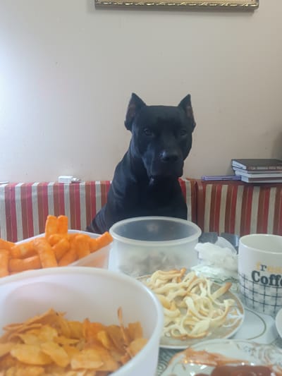 A black dog with erect ears sits on a couch with a striped cushion. In front of the dog are several bowls of snacks and a mug. One bowl contains bright orange, puffy cheese snacks. Another bowl holds light brown potato chips. A plate in front of the dog displays a pile of golden-brown, ribbon-like pastries or fried dough. To the right, a white mug with a black checkered pattern and the text "fres Coffee" printed in black and yellow is visible. The background is a light-colored wall with a framed picture hanging above the couch. A white electrical adapter is placed on the couch behind the dog. On a shelf behind the couch, several books are stacked, and a purple object, possibly a pen or a slim notebook, rests on top of them. The scene appears to be indoors, likely a living room or a common area, with ample lighting suggesting it is daytime. The dog's expression is neutral, and the overall atmosphere is casual and domestic. No weather or specific time of day can be inferred beyond it being light.