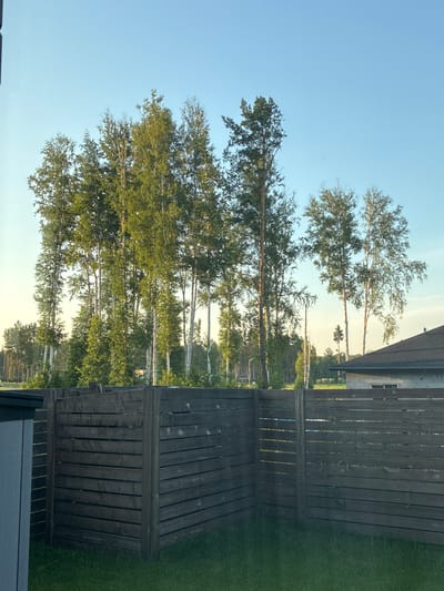 A daytime, eye-level outdoor shot captures a dark wooden privacy fence with a light blue sky above. The fence is comprised of horizontal wooden planks and forms a corner in the foreground, with a small section of a grey structure visible to the left. Beyond the fence, a line of trees, predominantly birch and pine, forms a backdrop against the clear sky. In the middle ground, a portion of a building with a dark roof and light-colored walls is visible. The scene appears to be a residential backyard in Kashino, Russia, with a focus on the fence and the natural elements behind it.