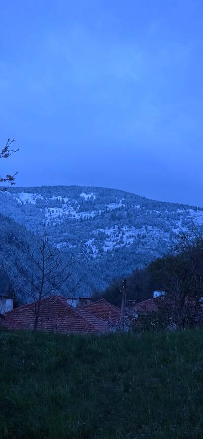 The image depicts a tranquil, low-light landscape in Breze, Bulgaria, likely captured during either dawn or dusk, given the deep blue sky and dim illumination. The scene is oriented vertically (landscape rotated 90 degrees).

In the background, a large mountain range is visible, its slopes covered in a white blanket of snow, indicating winter or early spring conditions. The dense forest on the mountain appears dusted with snow, giving it a textured, blue-grey appearance. Above the mountain, the sky is a vast, uniform expanse of clear, deep blue.

The mid-ground features several elements that suggest human presence. A prominent, leafless tree stands, its bare branches reaching upwards. To the right, the reddish-brown tiled roofs of one or more buildings are visible, partially framed by dark green foliage and other trees. A utility pole with wires is also discernible near one of the roofs.

The immediate foreground on the right side of the image is dominated by lush, dark green grass, providing a contrasting color and texture to the snowy distant mountains. No people or specific activities are visible, contributing to the quiet, still atmosphere of the scene. There is no visible text within the image. The overall impression is one of serene cold, characteristic of a natural mountainous setting during low light conditions.