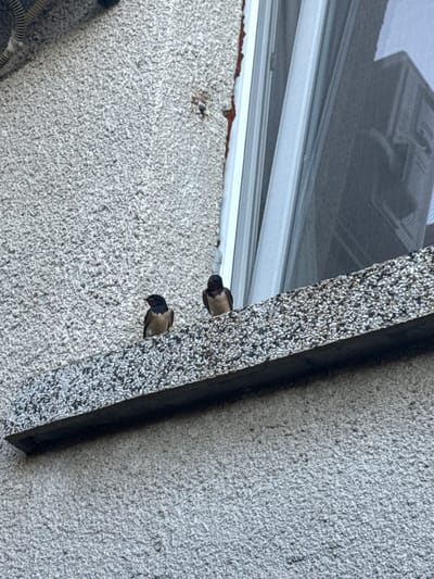 Two barn swallows are perched on a concrete ledge outside a window. The wall is textured and grey, and the window has sheer white curtains. The ledge is speckled with white and grey pebbles. The scene appears to be in an urban environment, possibly a residential building in Marinka, Bulgaria.