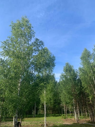 This is a landscape photograph of a forest edge on a bright, clear day. The foreground features a patch of grassy ground, with some sparse dirt piles. The middle ground is dominated by a dense forest composed primarily of birch and pine trees. Several tall birch trees with distinctive white bark and green foliage are prominent, particularly on the left side of the frame. The background consists of a clear blue sky with a few wispy white clouds. There are no people or animals visible in the scene. The image appears to depict a natural setting, possibly on the outskirts of a populated area, such as Vodoratsk, Russia, given the type of vegetation.
