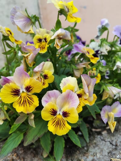 The image features a close-up view of a cluster of vibrant pansies in bloom, with some petals displaying a delicate blend of yellow and lavender hues, accented by dark purple markings. The flowers are set against a blurred background of a light-colored wall and foliage, suggesting an outdoor garden setting. The foreground shows a textured ground surface, possibly concrete or soil, with a few dry leaves. The lighting appears natural, indicative of daylight, and the overall atmosphere is serene and natural. No people or text are visible in the image. The location context is Volsk, Russia.