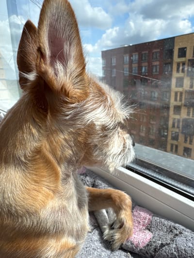 An adult dog with tan and white fur is resting on a gray and pink blanket by a window. The dog is looking out the window at a building under a cloudy sky. The scene appears to be indoors, with the window showing an exterior view of an urban environment, possibly in Barvikha, Russia, judging by the architecture and sky. The dog's head and ears are visible in the foreground, with its body extending out of frame.